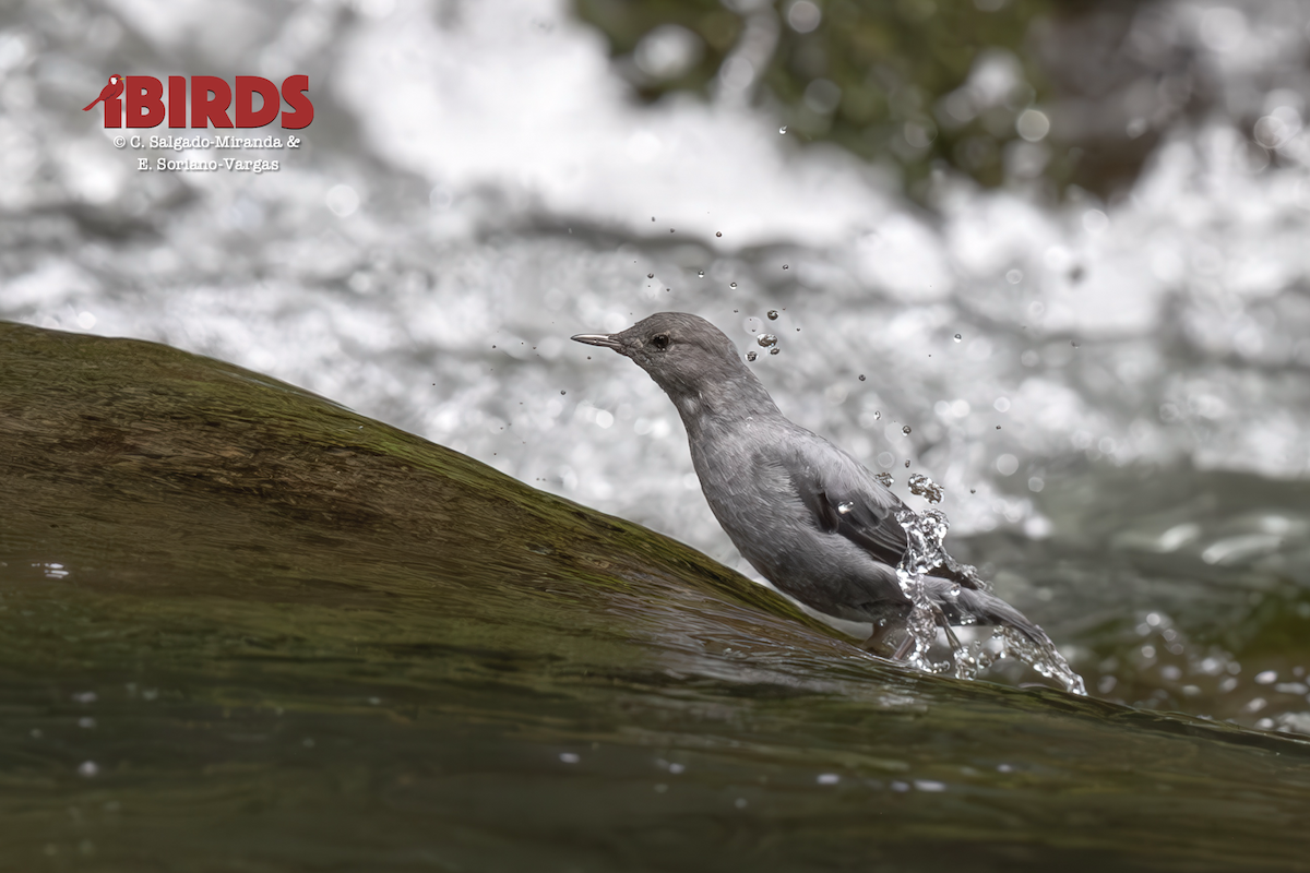 American Dipper - ML646493319
