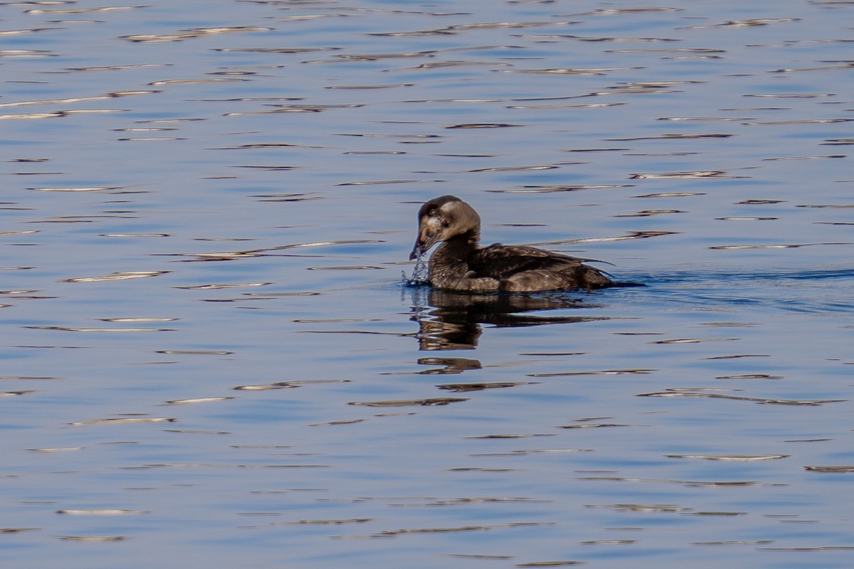 turpan pestrozobý - ML646493320