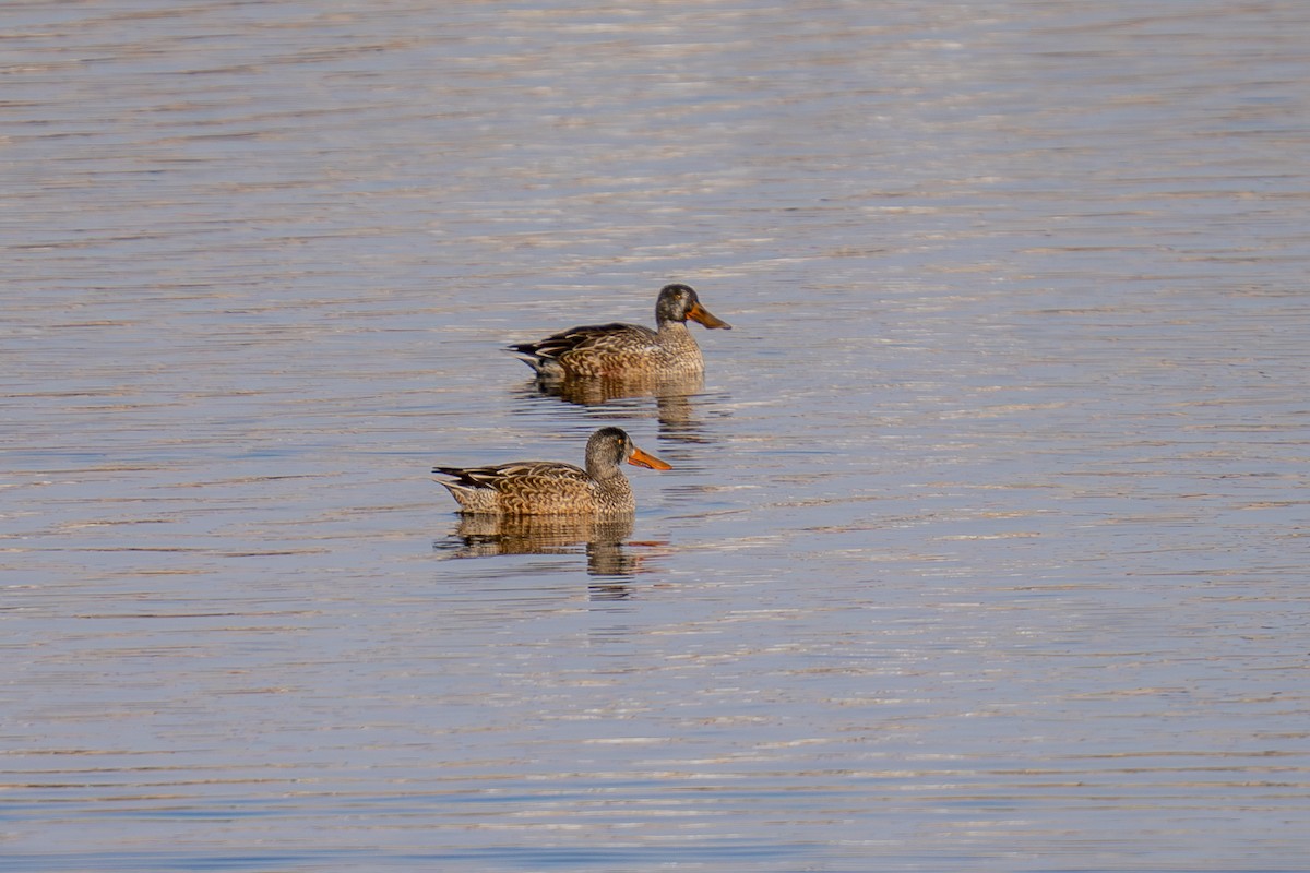 Northern Shoveler - ML646493328