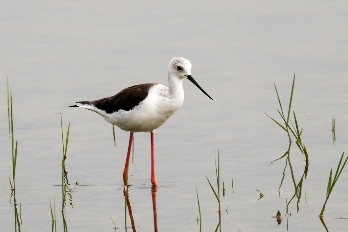 pisila čáponohá - ML646493329