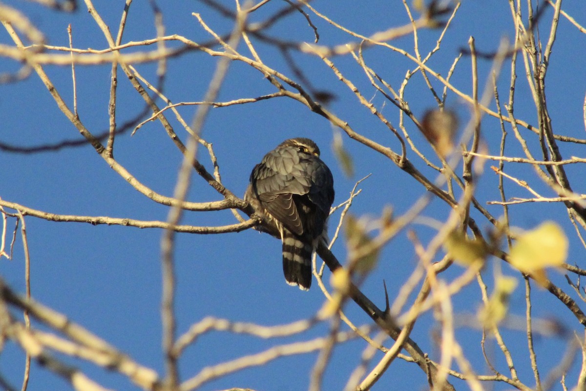 Esmerejón - ML646493333