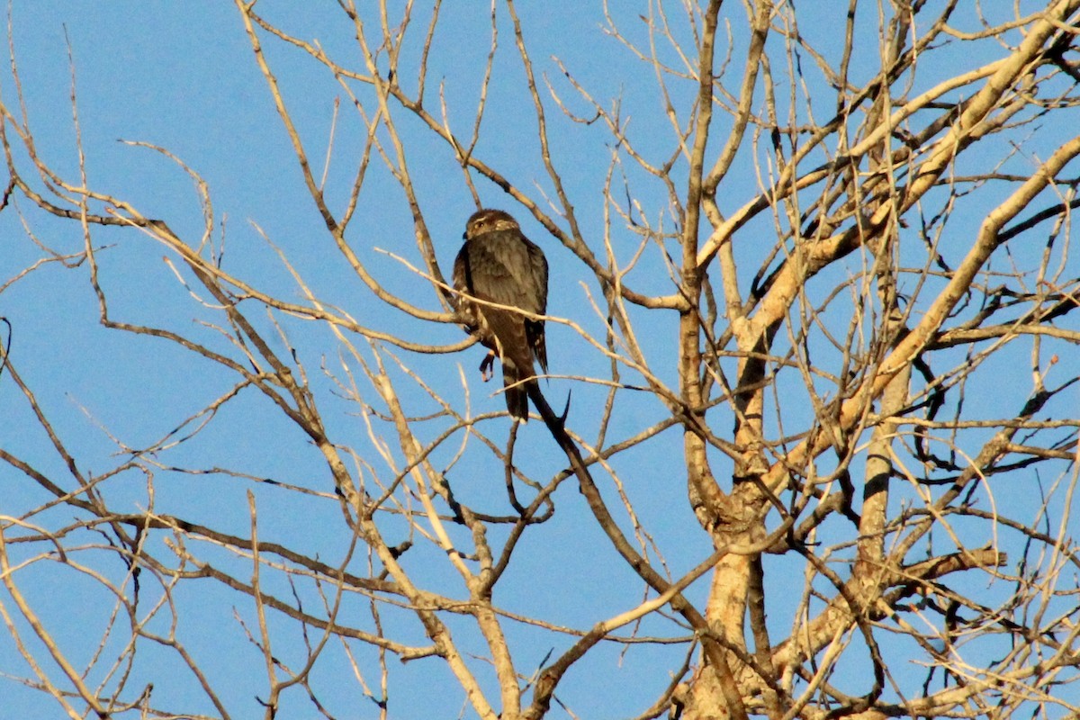 Esmerejón - ML646493334
