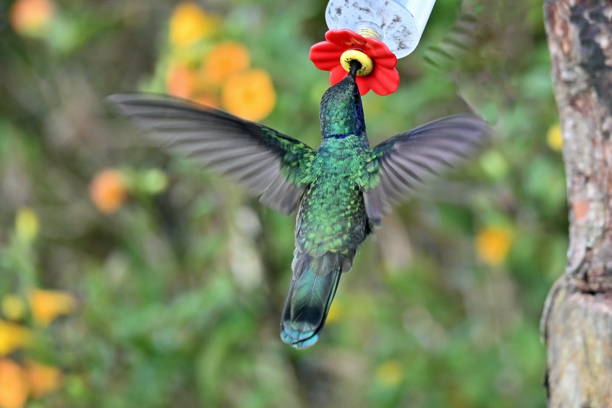 Berg-Veilchenohrkolibri - ML646493335