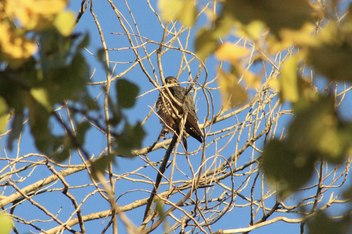 Esmerejón - ML646493337