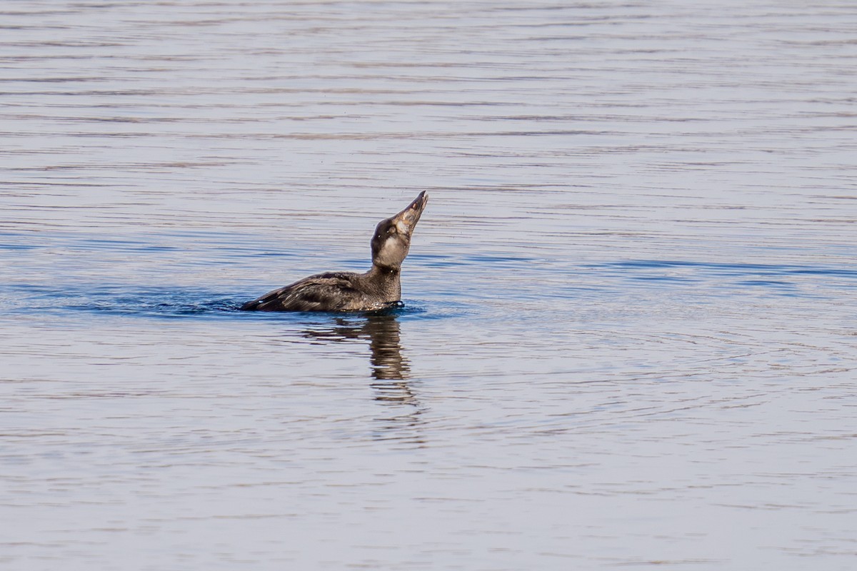 turpan pestrozobý - ML646493339