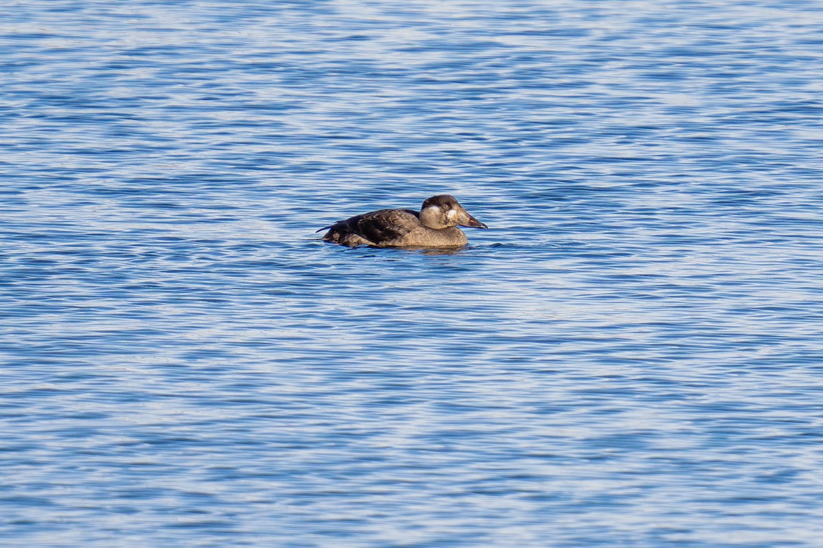 turpan pestrozobý - ML646493340