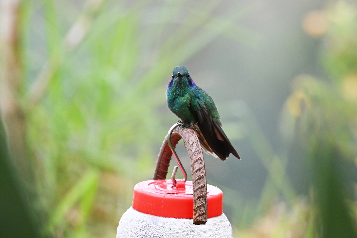 Berg-Veilchenohrkolibri - ML646493341
