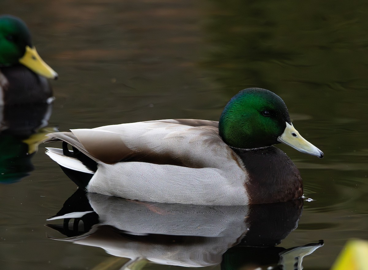 Mallard - ML646493343