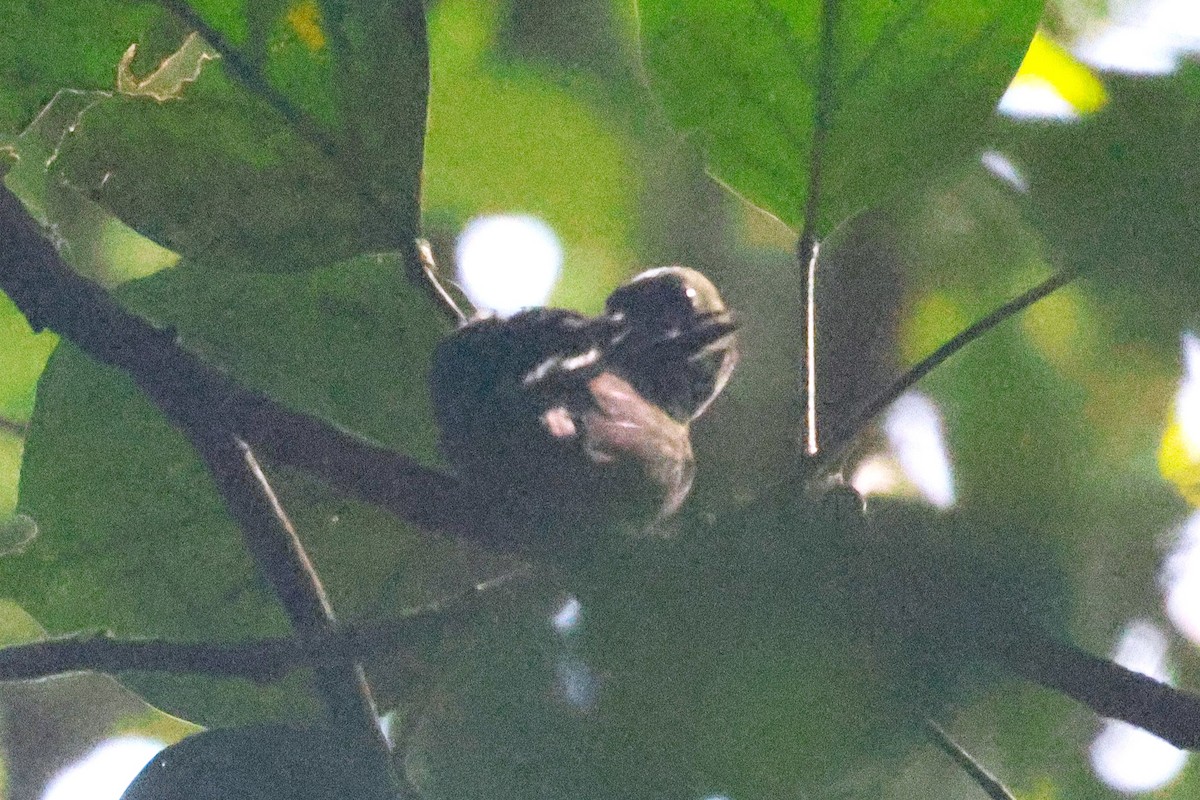 pavoučník žíhaný - ML646493348