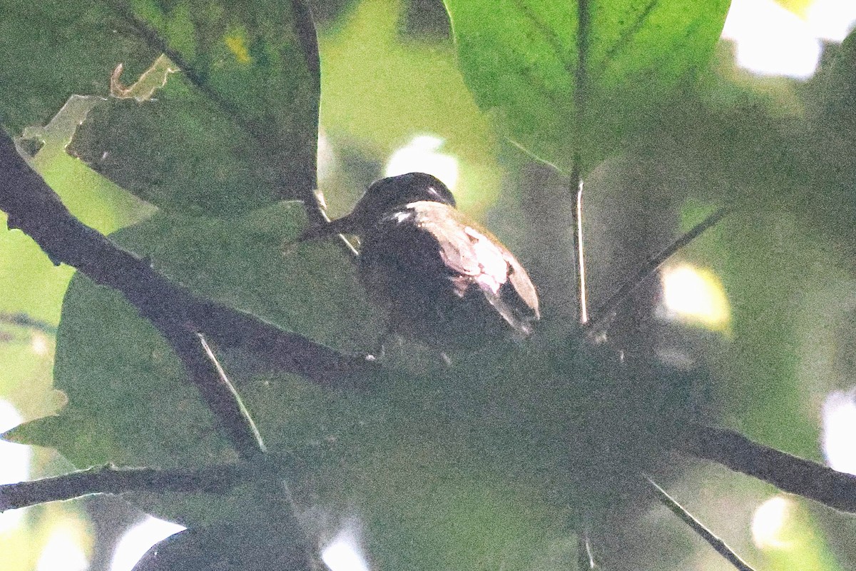 pavoučník žíhaný - ML646493349