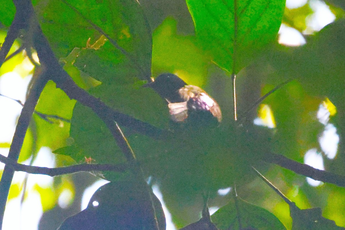 pavoučník žíhaný - ML646493350