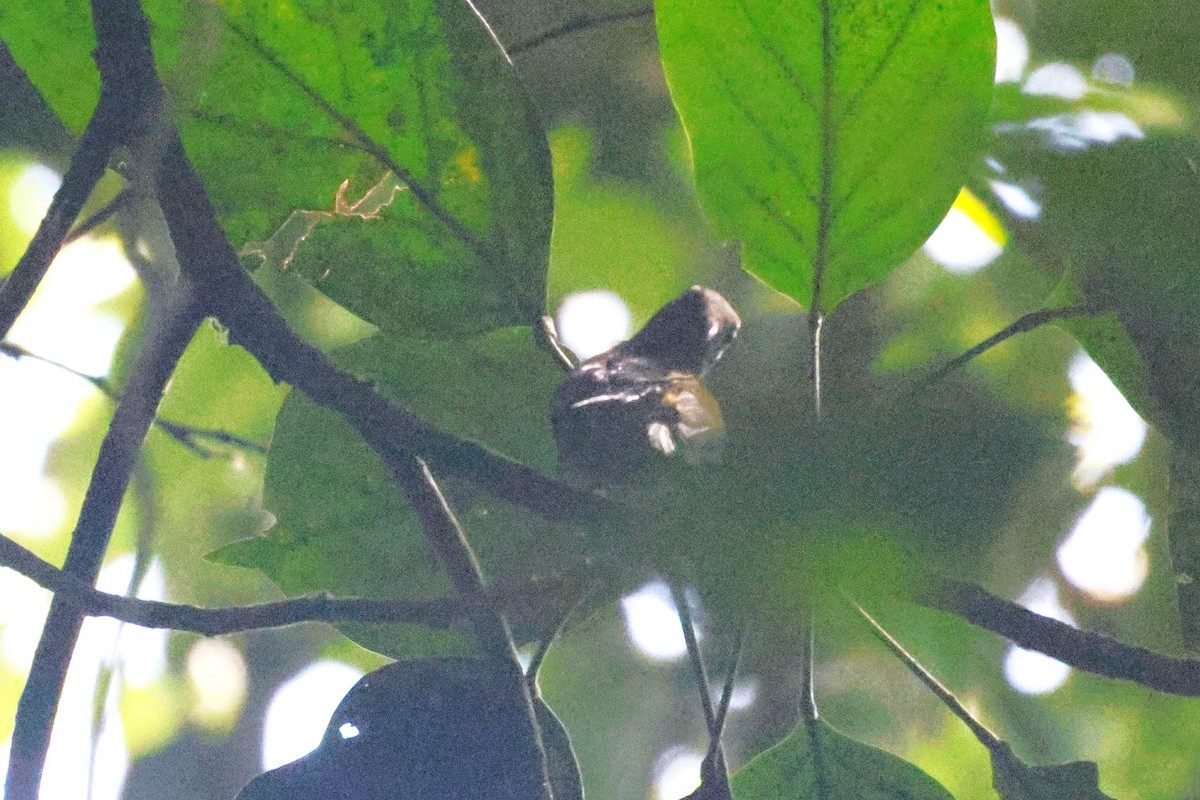 pavoučník žíhaný - ML646493351