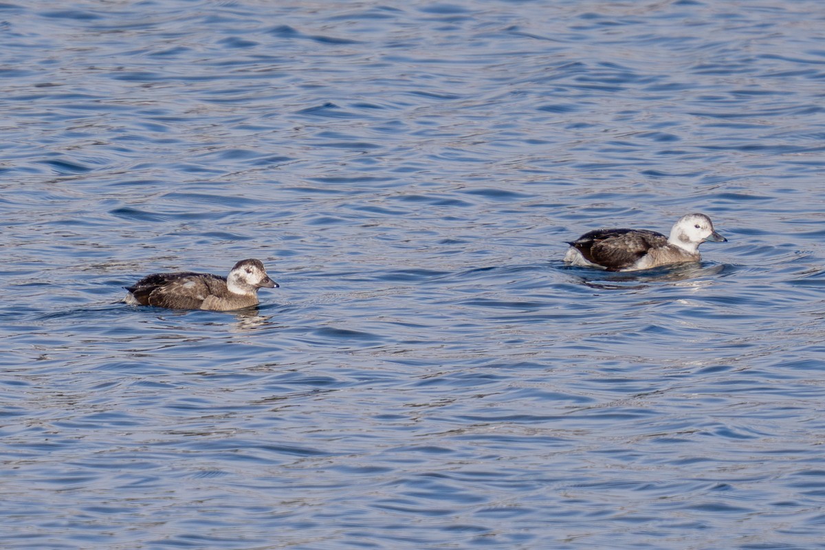 hoholka lední - ML646493354