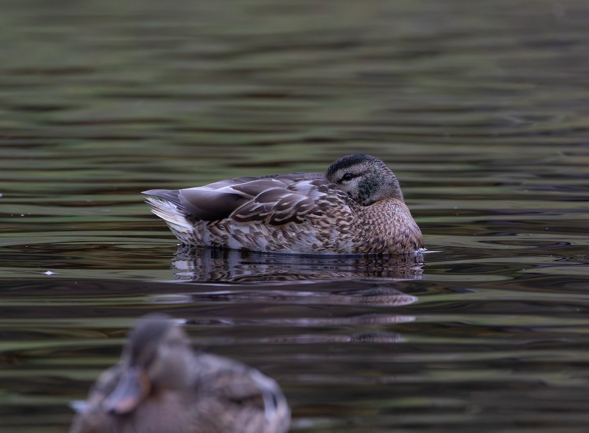 Mallard - ML646493356