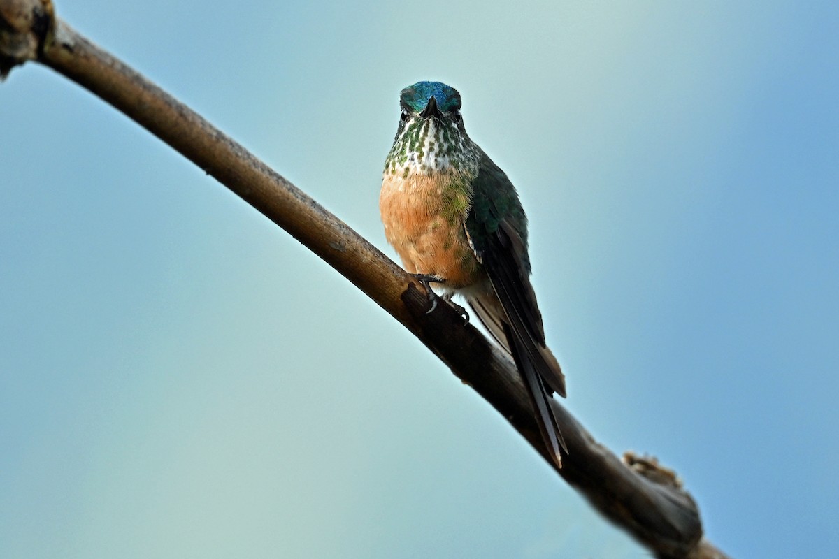 Himmelssylphe - ML646493362