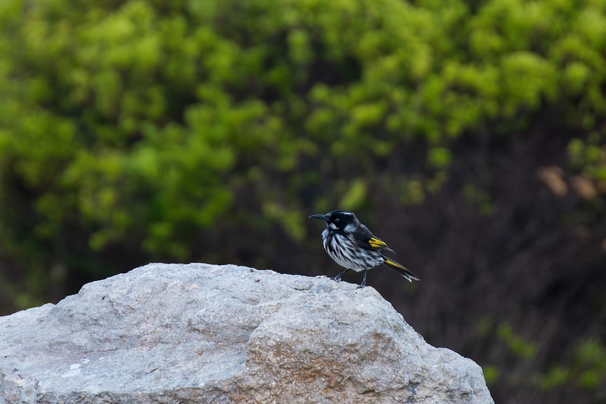 medosavka žlutokřídlá - ML646493363