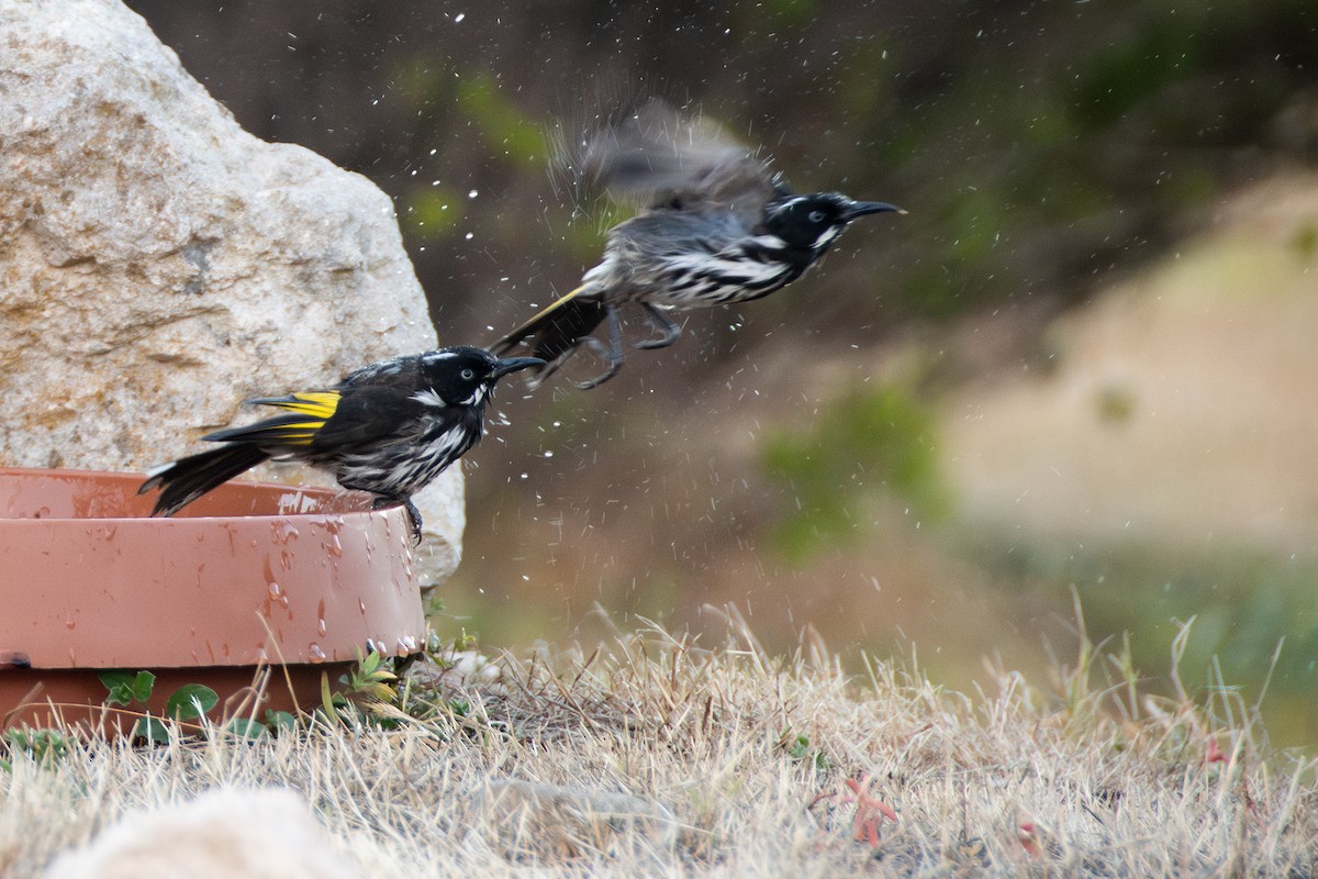 medosavka žlutokřídlá - ML646493364