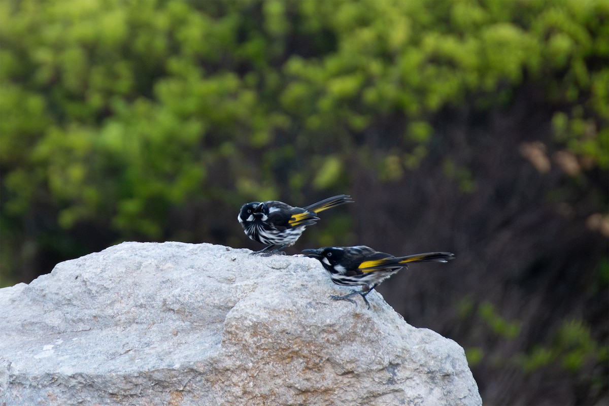 medosavka žlutokřídlá - ML646493365