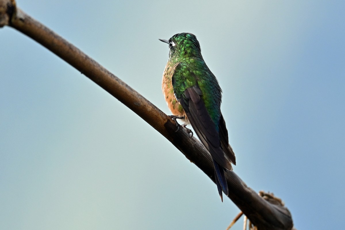 Himmelssylphe - ML646493366