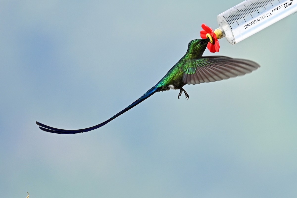 Himmelssylphe - ML646493373