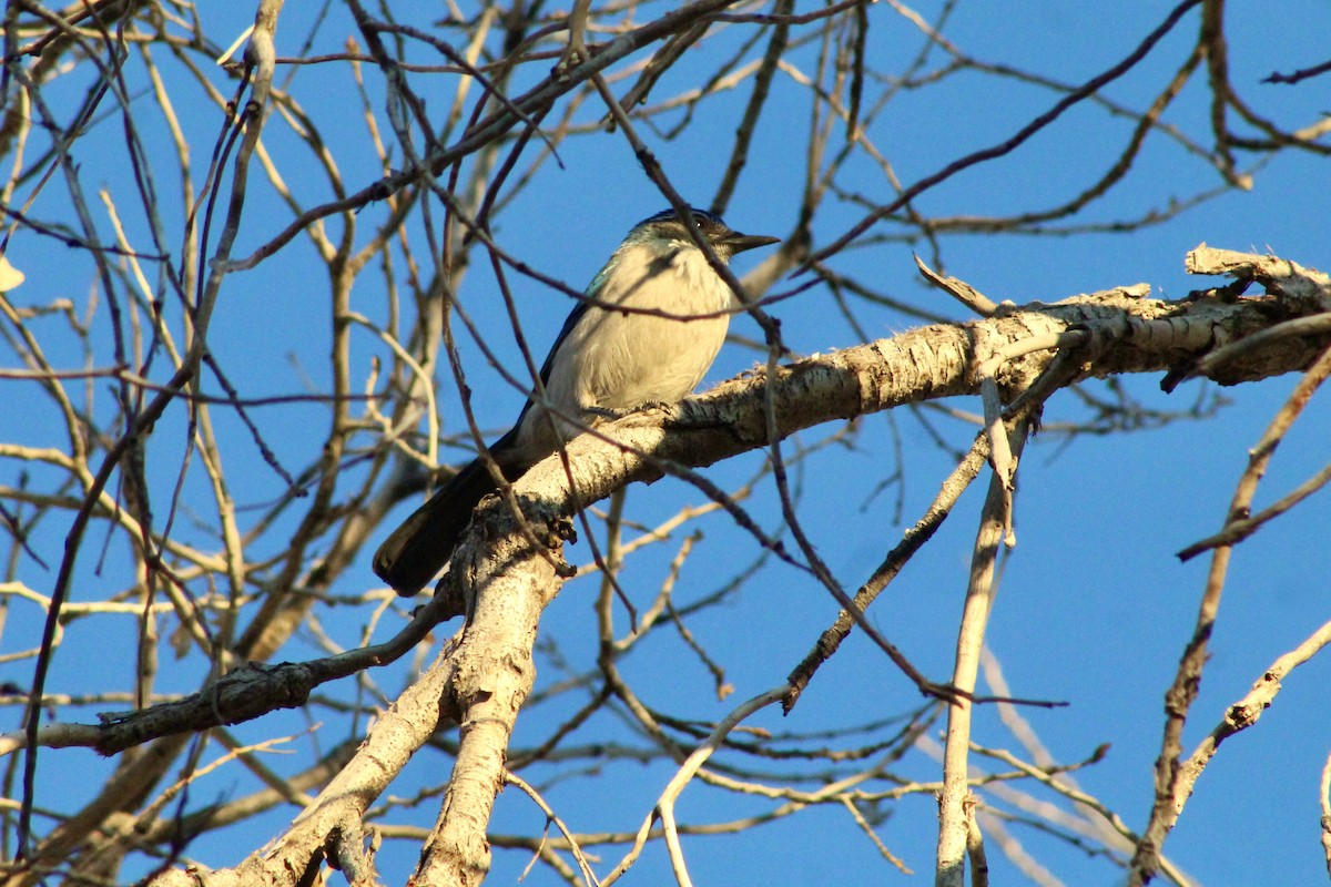 Chara Californiana - ML646493375