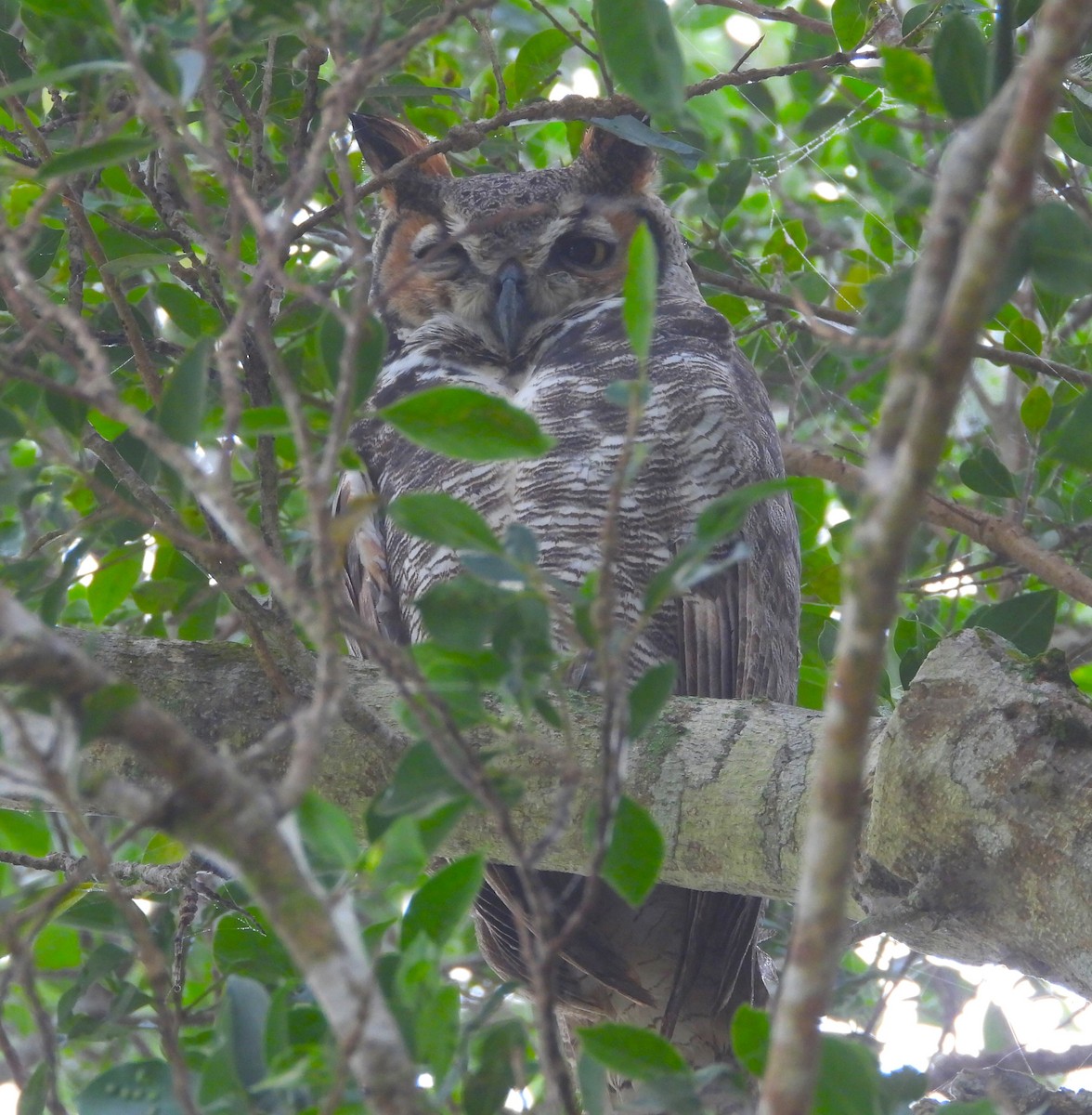 Great Horned Owl - ML646493376