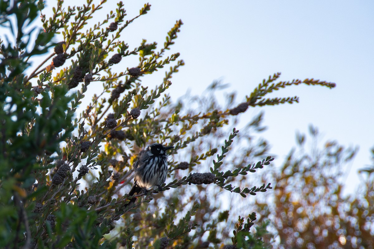 medosavka žlutokřídlá - ML646493378