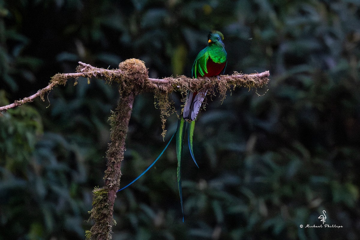 Resplendent Quetzal (Costa Rican) - ML646493382