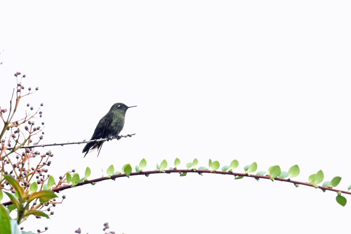 Smaragdkehl-Glanzschwänzchen - ML646493383