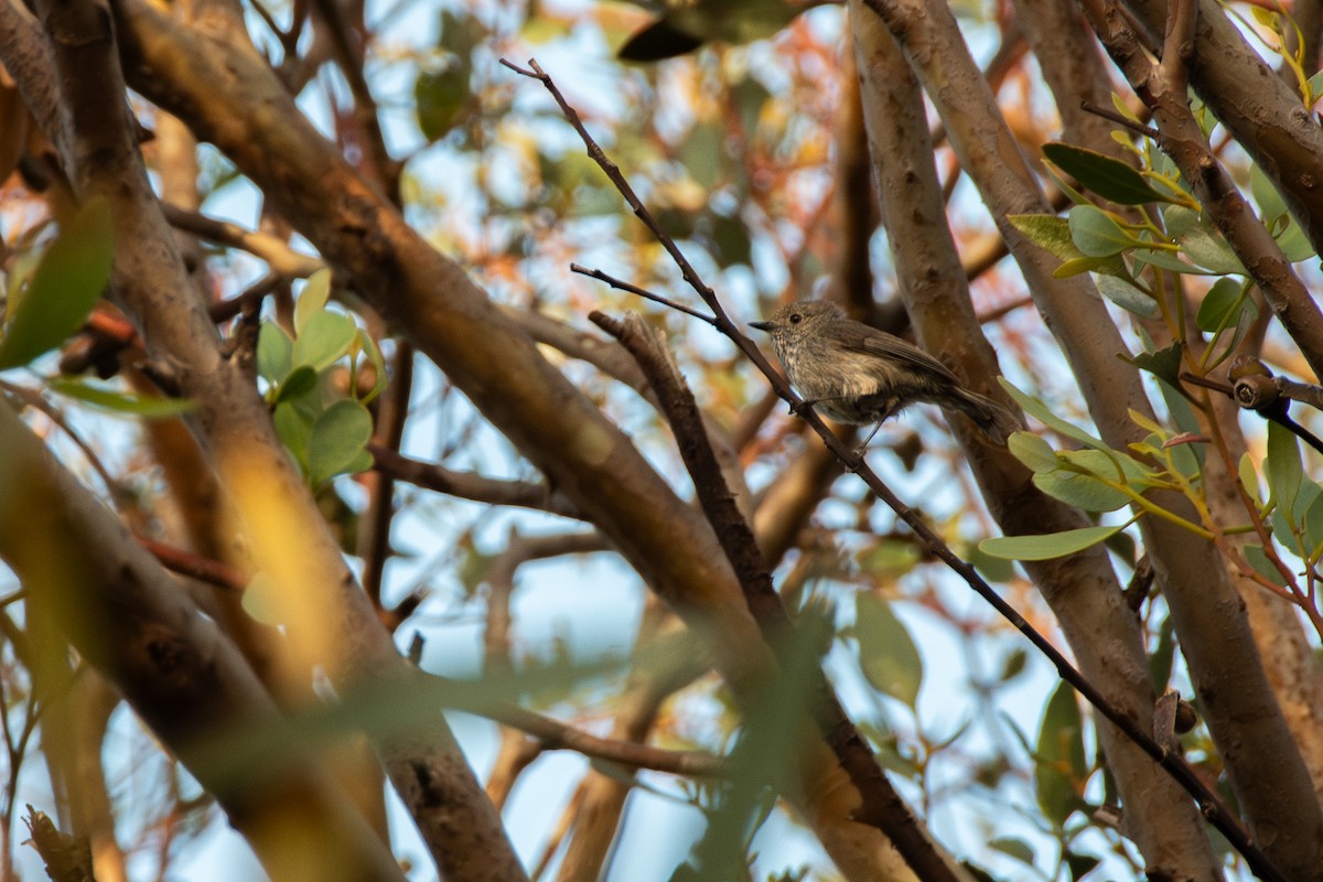 Brown Thornbill - ML646493384