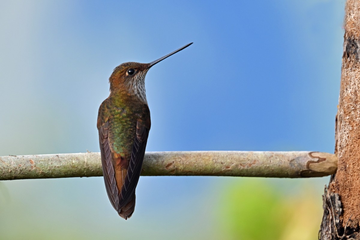 Bronzekolibri - ML646493387