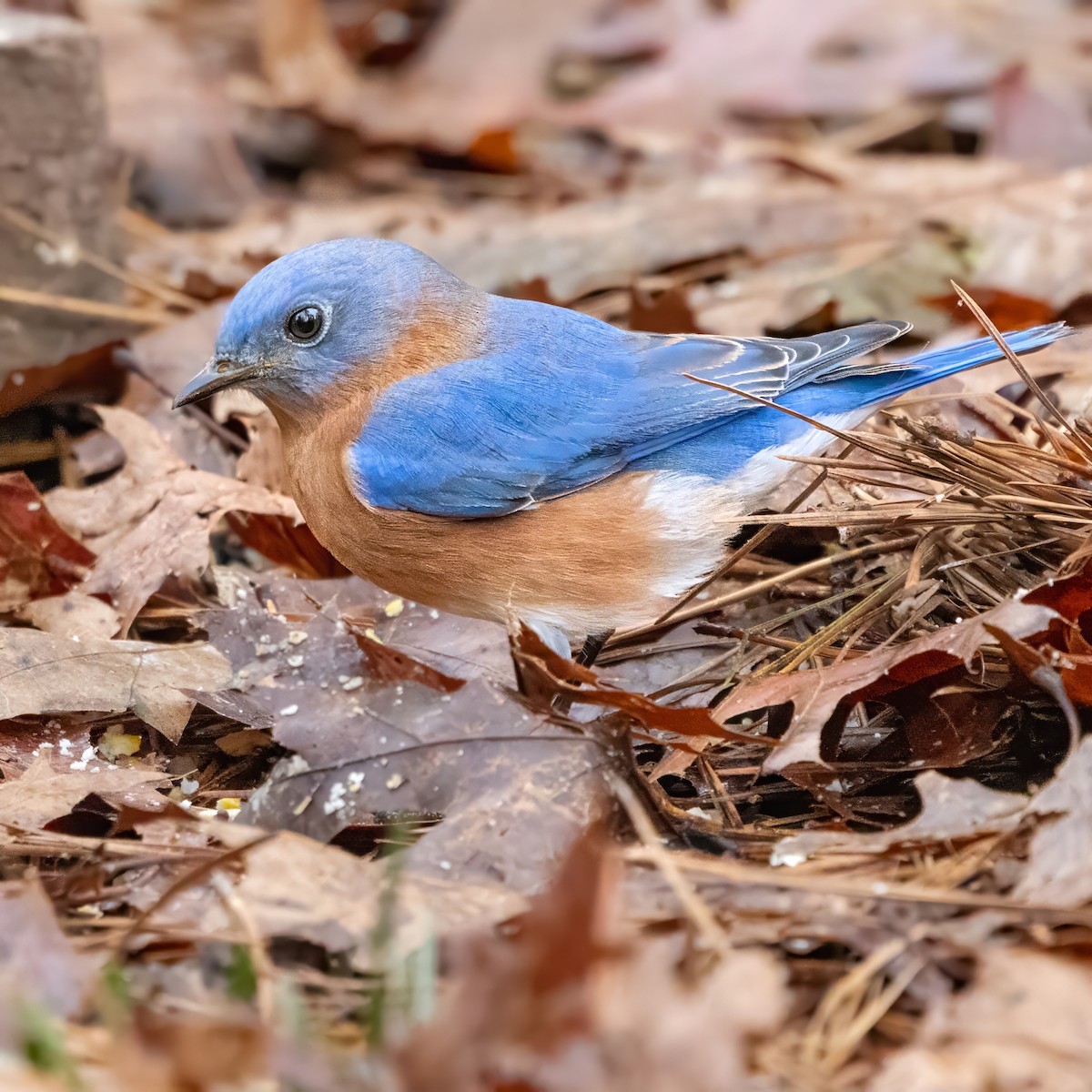 salašník modrý - ML646493388