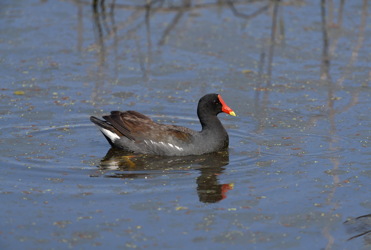 Common Gallinule - ML646493392