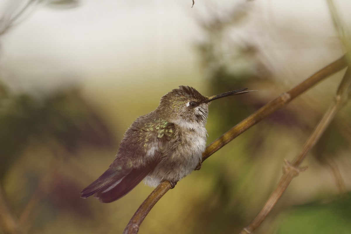 Black-chinned Hummingbird - ML646493396