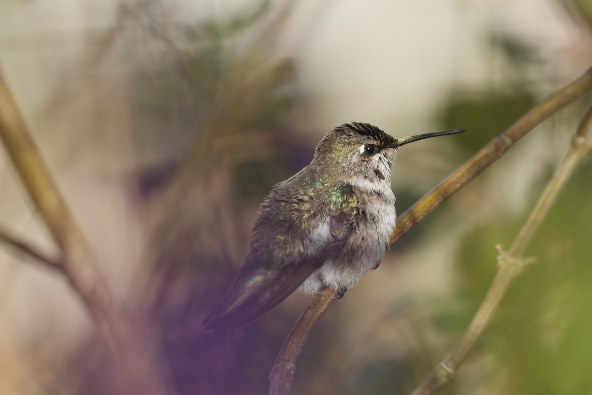 Black-chinned Hummingbird - ML646493397