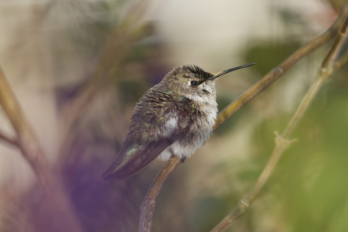 Black-chinned Hummingbird - ML646493398