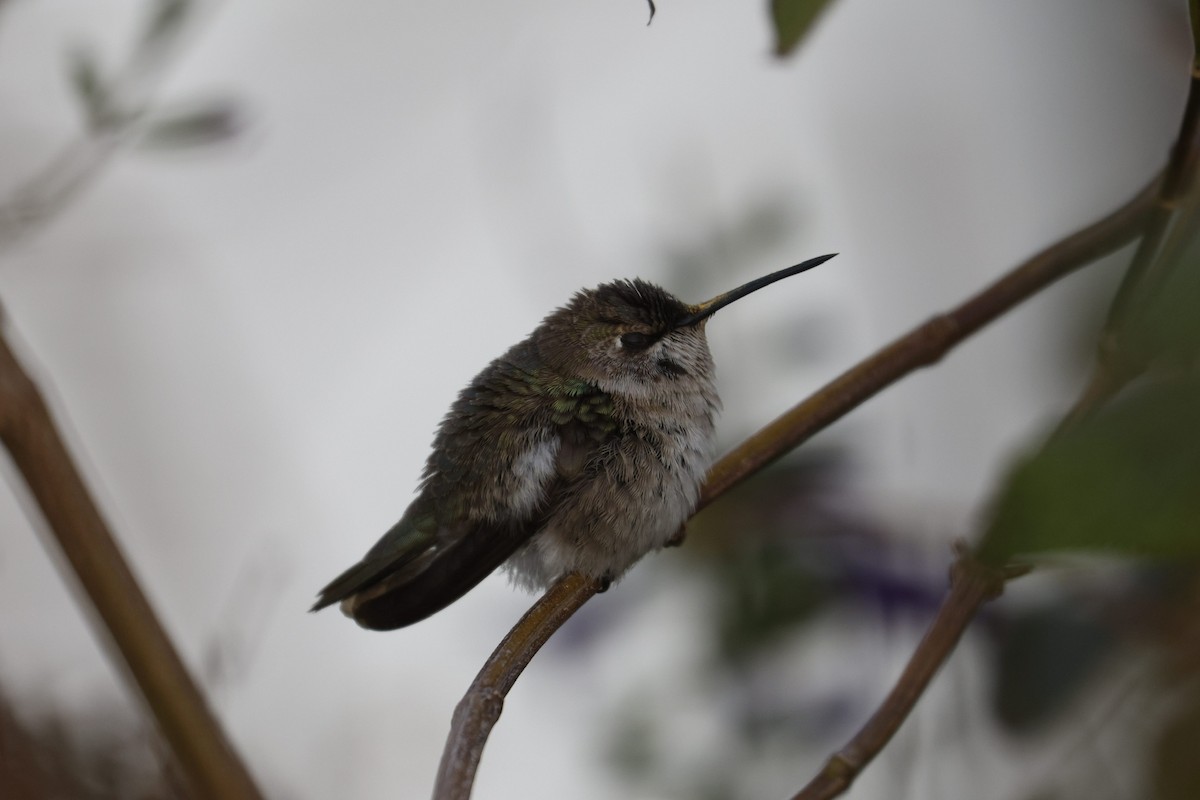 Black-chinned Hummingbird - ML646493399