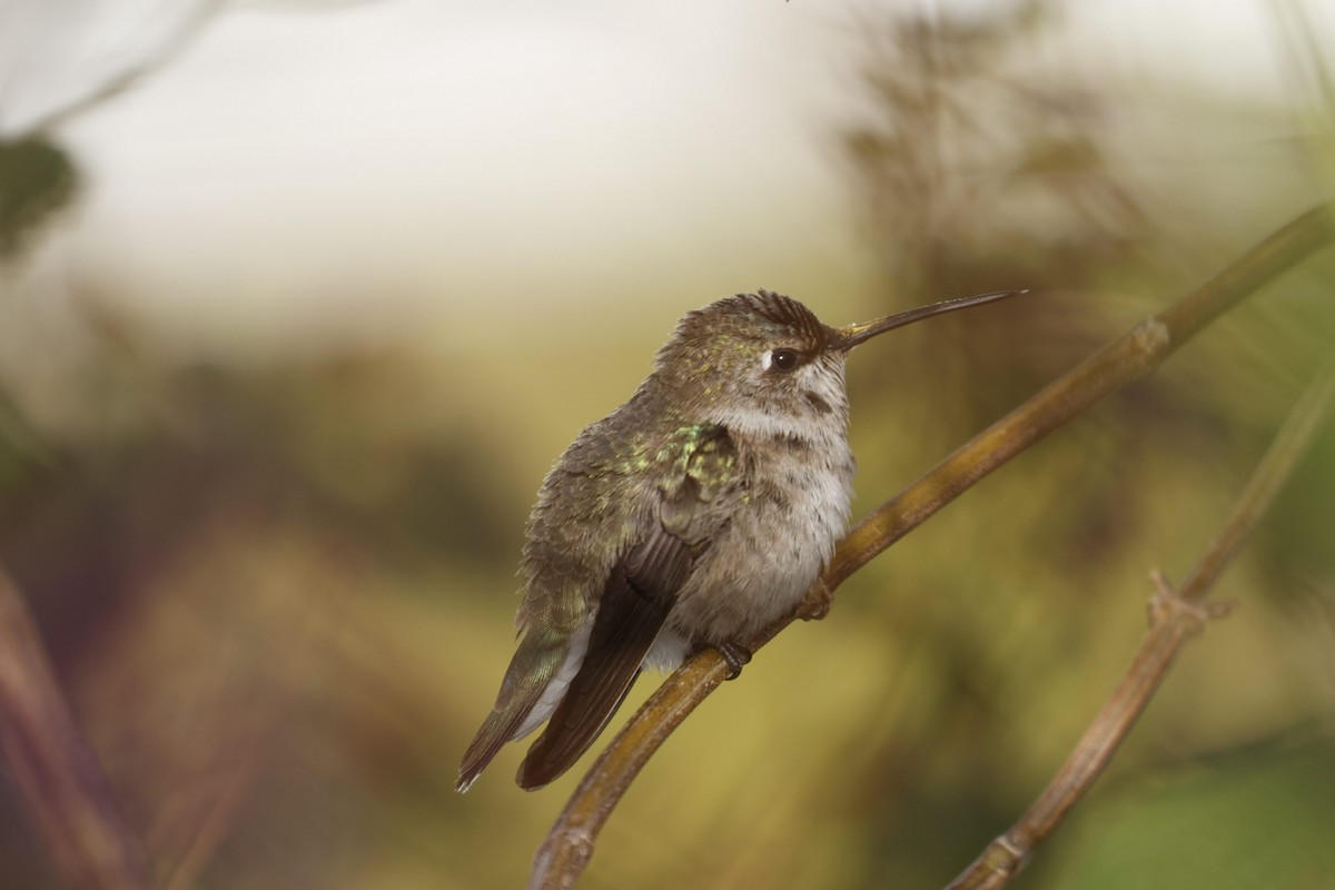 Black-chinned Hummingbird - ML646493401