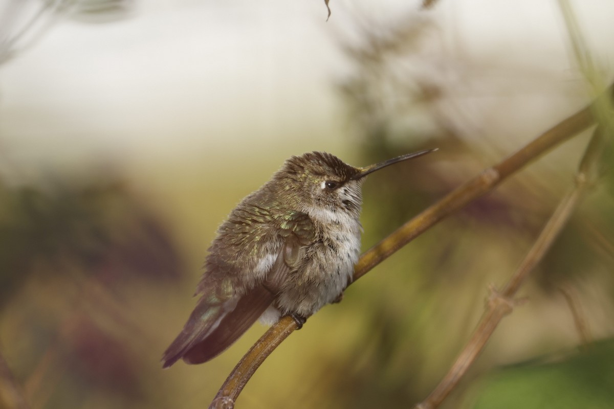 Black-chinned Hummingbird - ML646493402