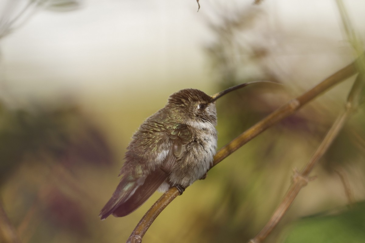 Black-chinned Hummingbird - ML646493404