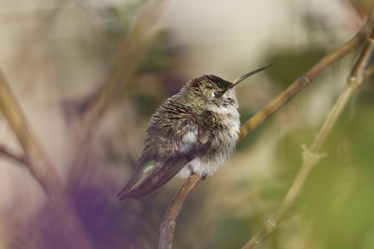 Black-chinned Hummingbird - ML646493406