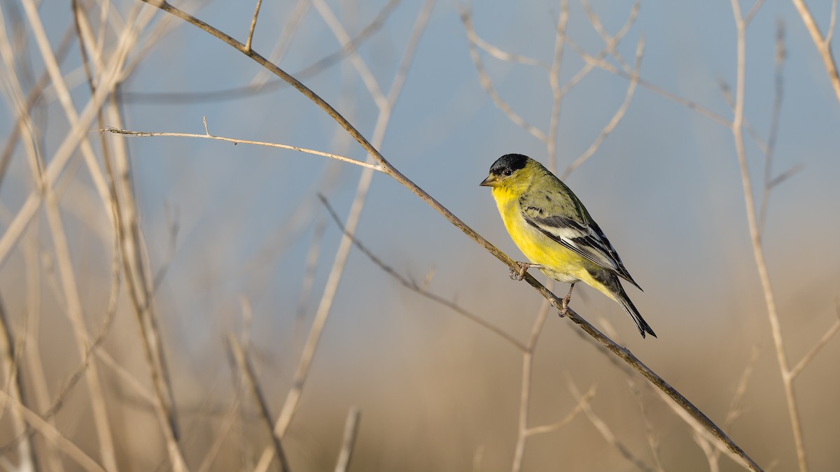 Lesser Goldfinch - ML646493407