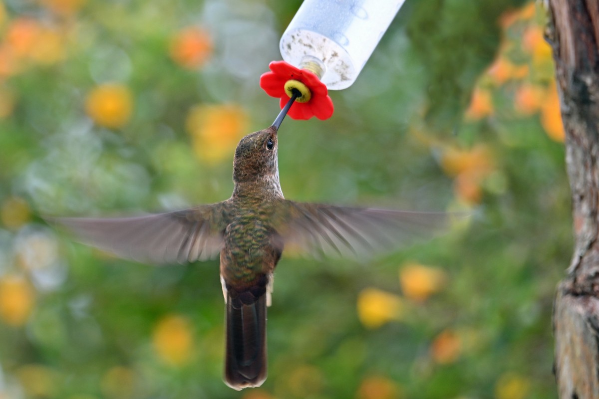 Bronzekolibri - ML646493409