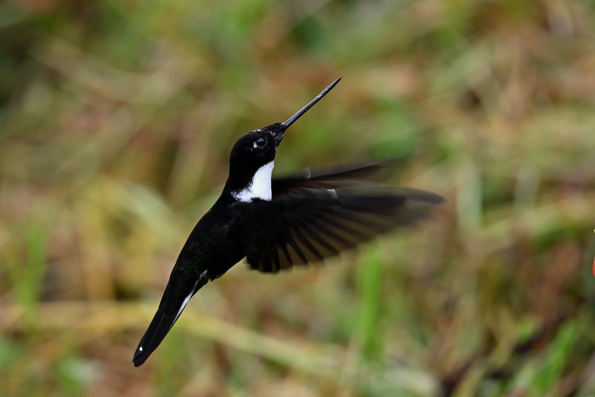 Violettscheitelkolibri - ML646493420