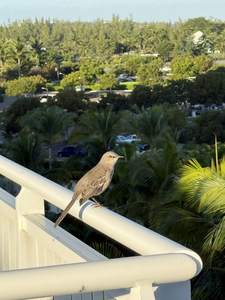 Bahama Mockingbird - ML646493423