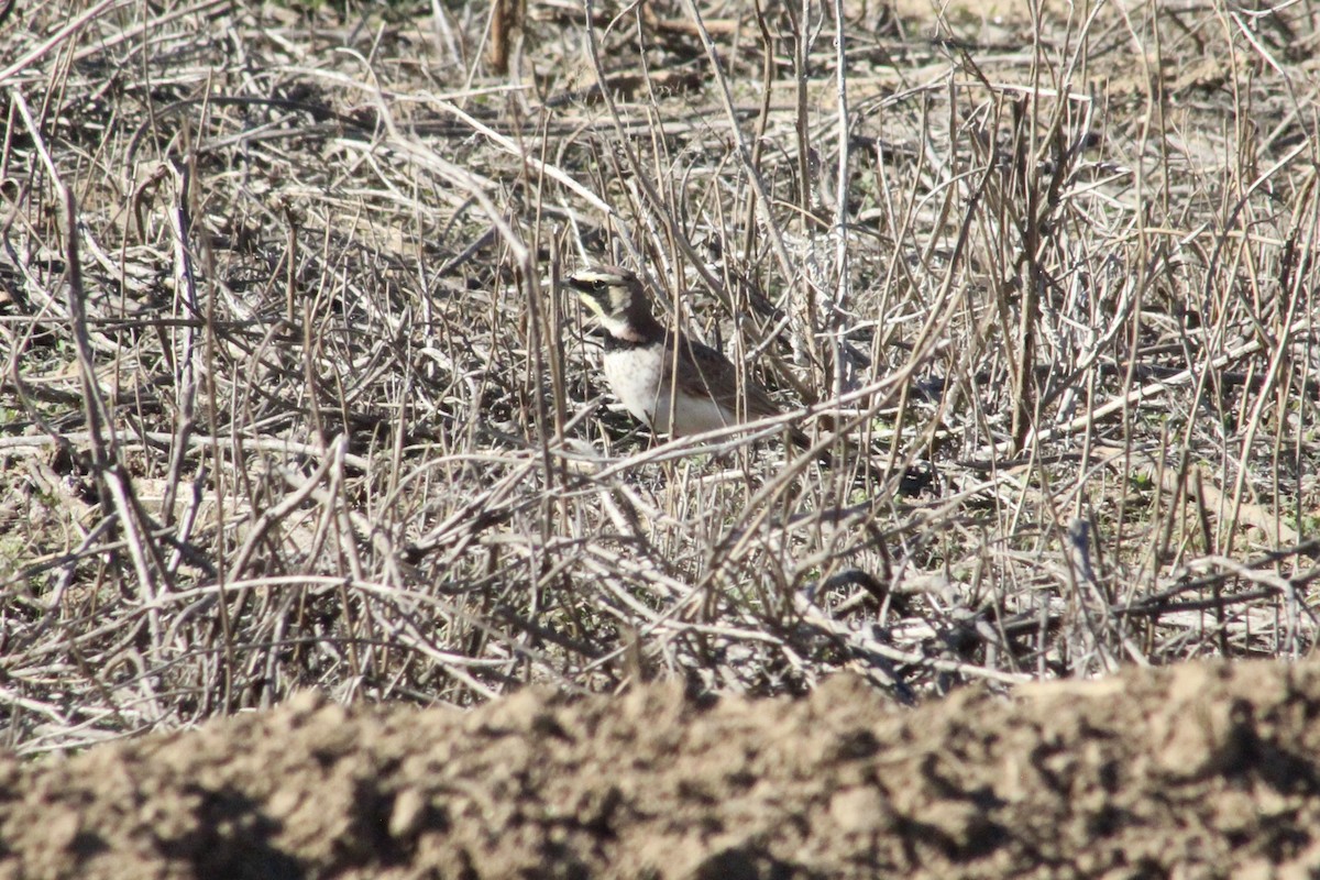 Alondra Cornuda - ML646493440