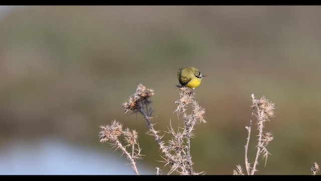 Мексиканский чиж - ML646493441