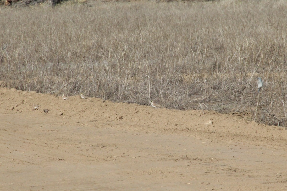 Alondra Cornuda - ML646493444