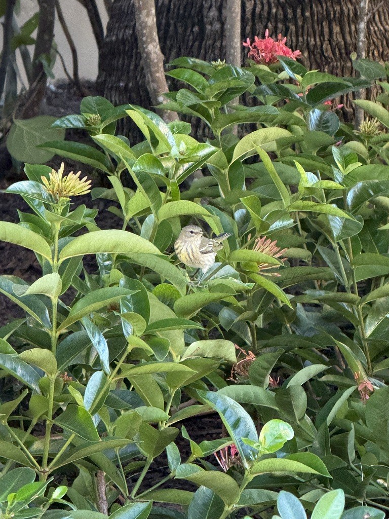 סבכון חום-לחי - ML646493445