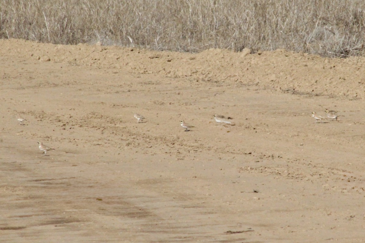 Alondra Cornuda - ML646493447